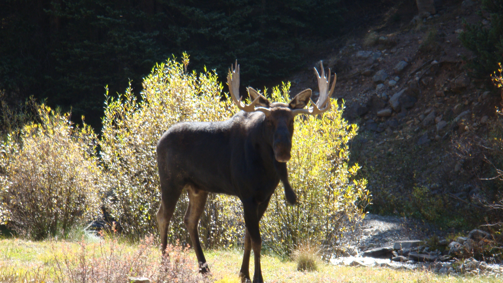 Bull moose with full antlers in willows along the Lake Fork of the Gunnison River